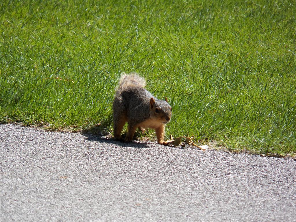 "Max" the squirrel was out spectating and enjoyed the tournament as well.
